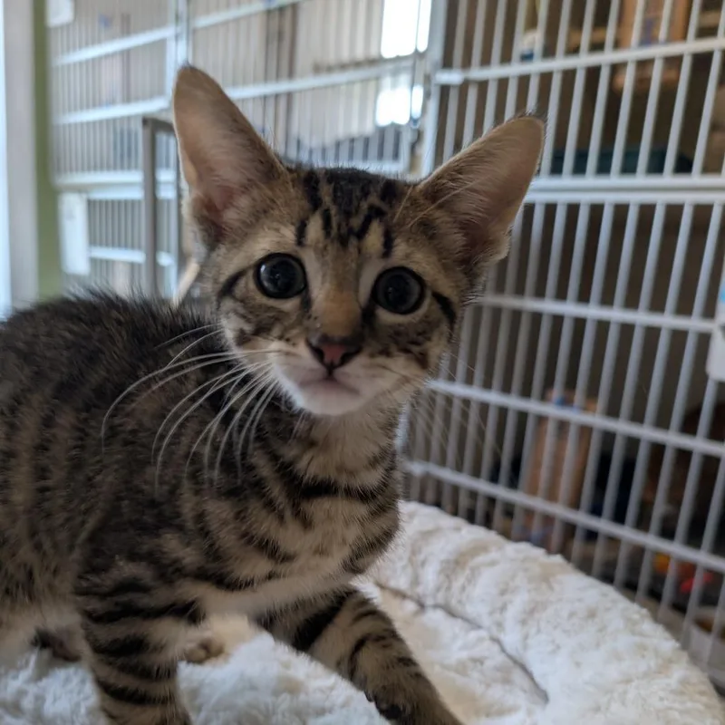 A baby small-sized male Brown / Chocolate Domestic Short Hair cat named Pip for adoption in Calverton, NY