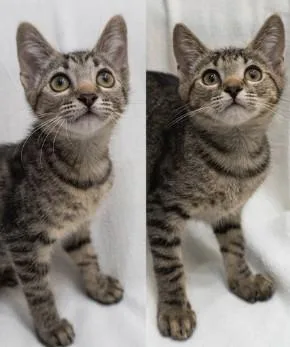 A baby small-sized female Tabby (Brown / Chocolate) Domestic Short Hair cat named Olipop & Olivia for adoption in Encinitas, CA