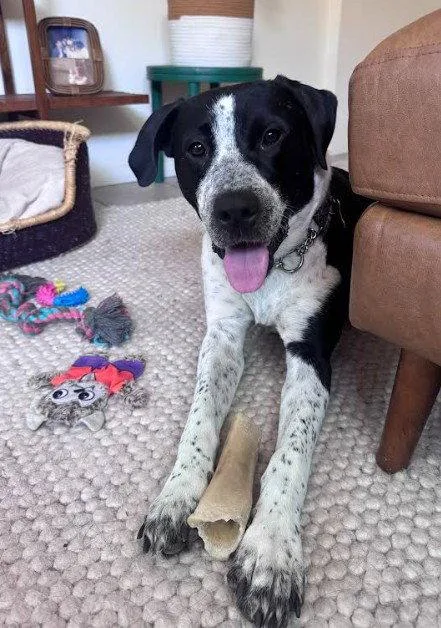 An adult large-sized female Pointer dog named Nora for adoption in San Diego, CA
