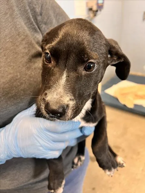 A baby small-sized male Labrador Retriever dog named Snoopy for adoption in Woodland, CA