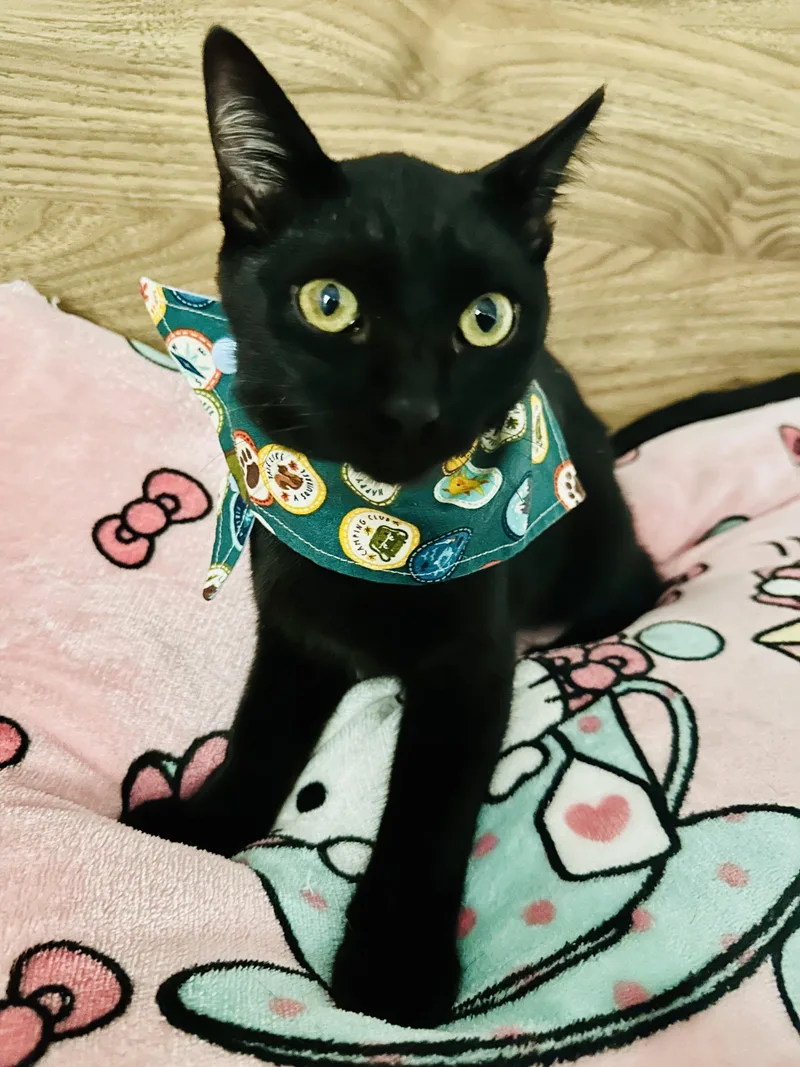 A baby medium-sized male Black Domestic Short Hair cat named Heppin B for adoption in Fresno, CA