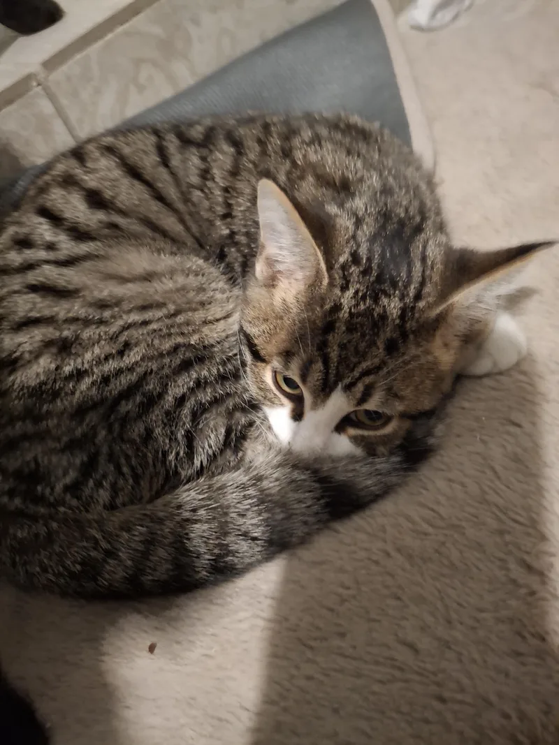 Jr. Cheeks thumbnail 2