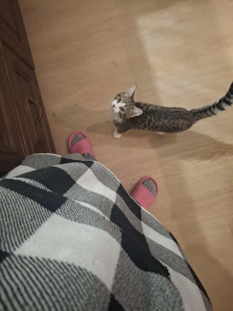 Jr. Cheeks thumbnail 3