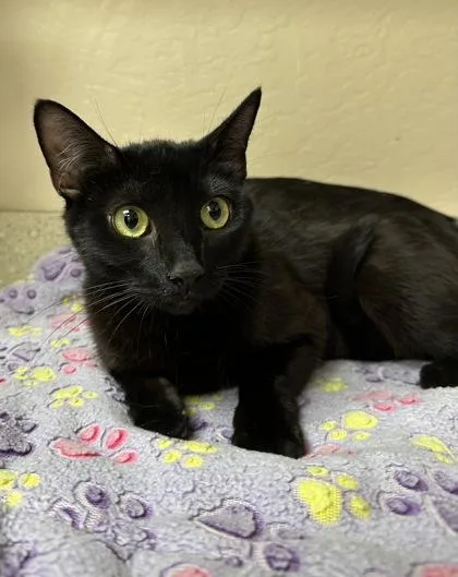 An adult small-sized female Domestic Short Hair cat named Polly Pocket for adoption in Phoenix, AZ
