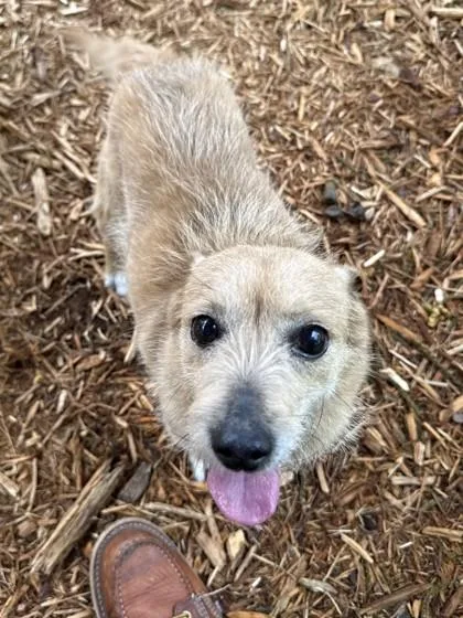 A senior medium-sized male Terrier dog named Tater for adoption in Cumming, GA