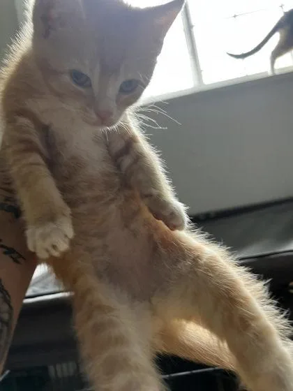A baby small-sized male Domestic Short Hair cat named Hermes for adoption in Hobart, IN
