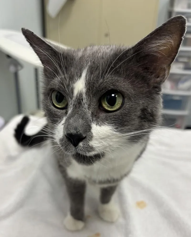 A senior medium-sized female Domestic Short Hair cat named Karma for adoption in Saint Paul, MN
