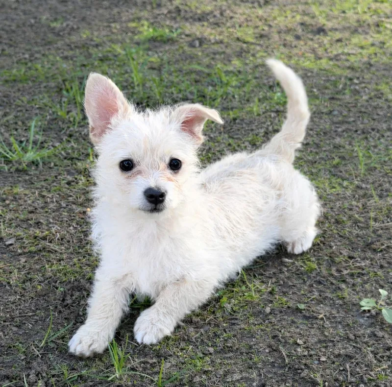 A baby small-sized female Apricot / Beige Chihuahua dog named Pearl for adoption in Puyallup, WA