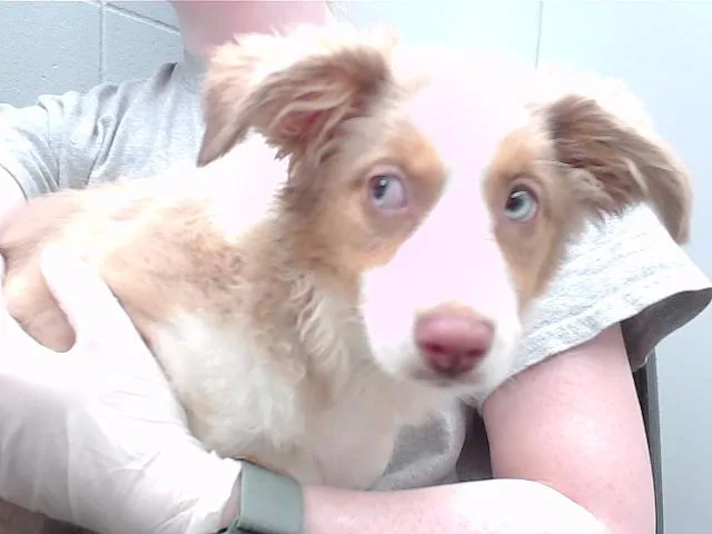 A baby small-sized female Australian Shepherd dog named Brown Butter for adoption in Omaha, NE