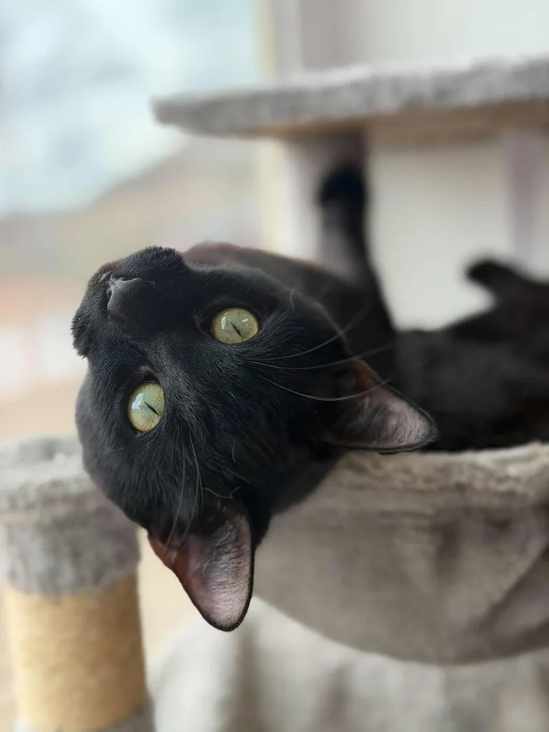 An adult medium-sized male Domestic Short Hair cat named Mr. Black for adoption in Roosevelt, UT