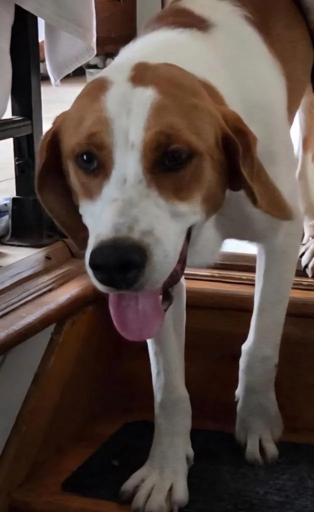 A young medium-sized male Hound dog named Rufus for adoption in Ferndale, NY