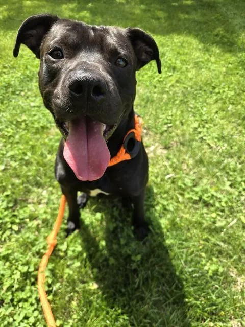 A young large-sized male Labrador Retriever dog named Tinkles for adoption in Olivette, MO