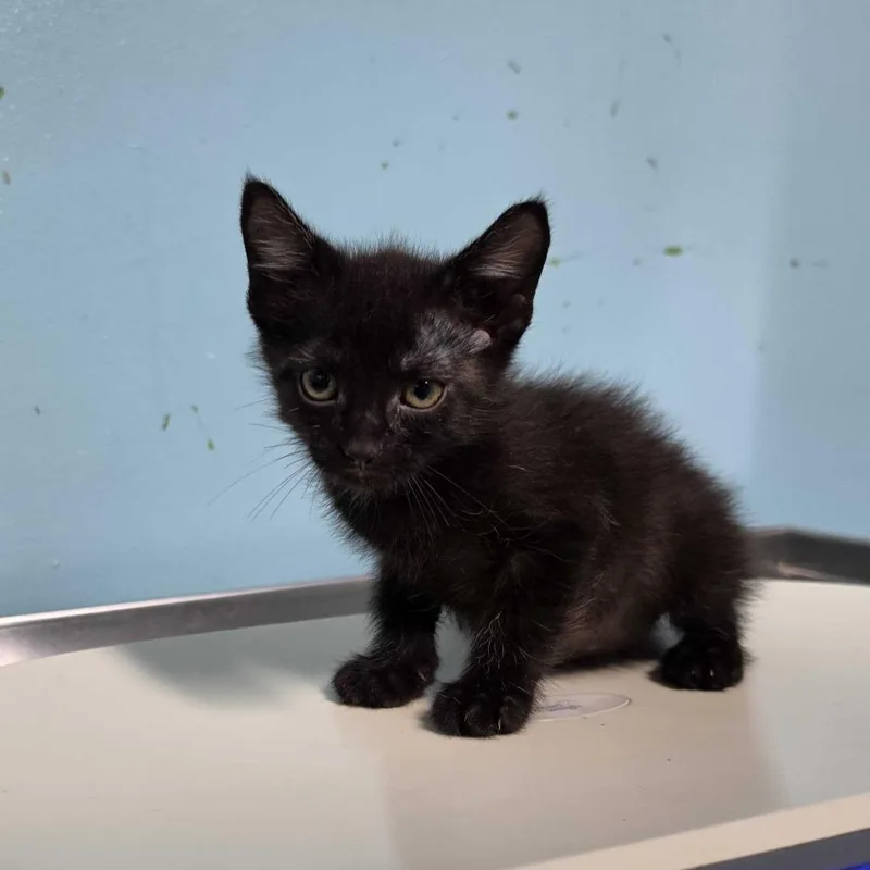 A baby small-sized male Black Domestic Short Hair cat named Black Male for adoption in Jefferson city, TN
