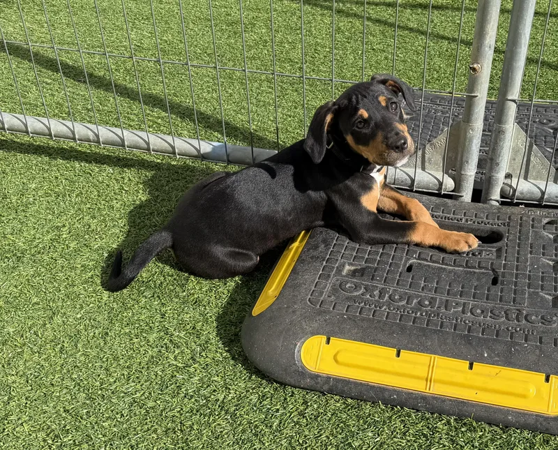 A baby medium-sized female Hound dog named Mae & Edward for adoption in Kutztown, PA