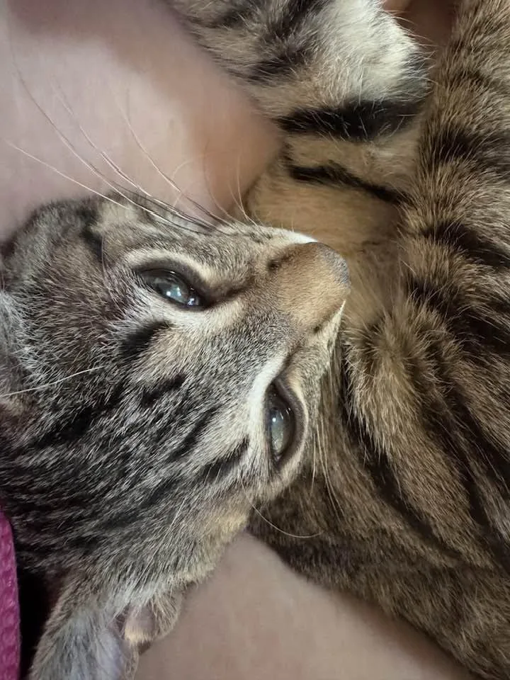 A baby medium-sized male Tabby (Brown / Chocolate) Domestic Short Hair cat named Jack for adoption in Sterling Heights, MI