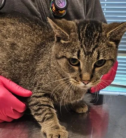 An adult medium-sized female Domestic Short Hair cat named Reba for adoption in Lafayette, IN