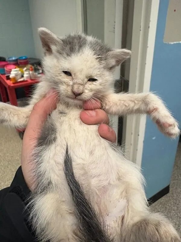 A young medium-sized male White Domestic Short Hair cat named Cloud for adoption in Supply, NC