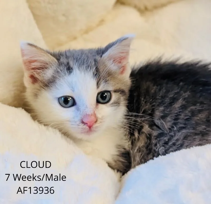 Cloud thumbnail 2