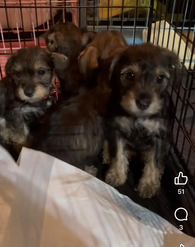A baby small-sized male Miniature Schnauzer dog named Rex for adoption in Gainesville, VA