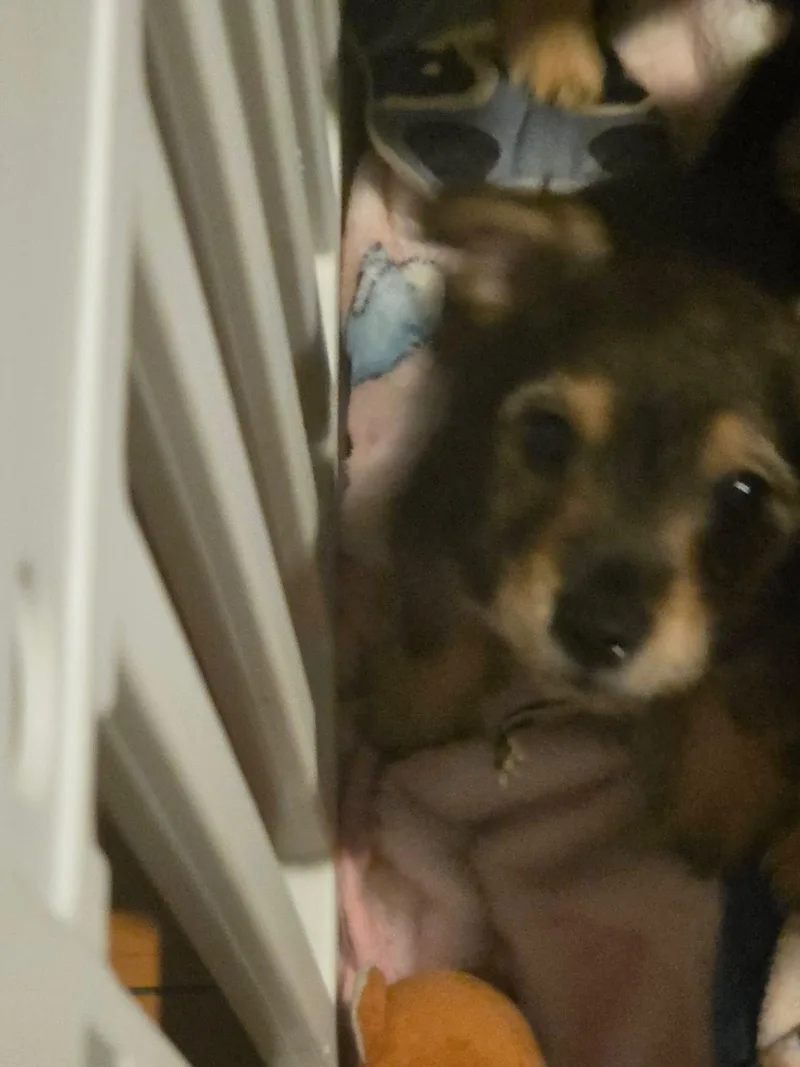 Rex thumbnail 2