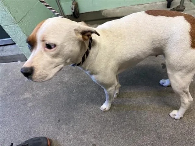 A young small-sized female Pit Bull Terrier dog named Royal for adoption in Sacramento, CA