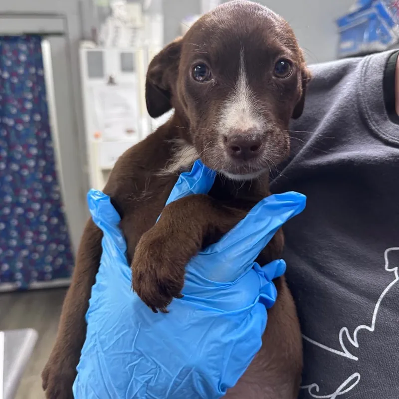 A baby small-sized female Brown / Chocolate Mixed Breed dog named Sweet Tea for adoption in Summerville, SC
