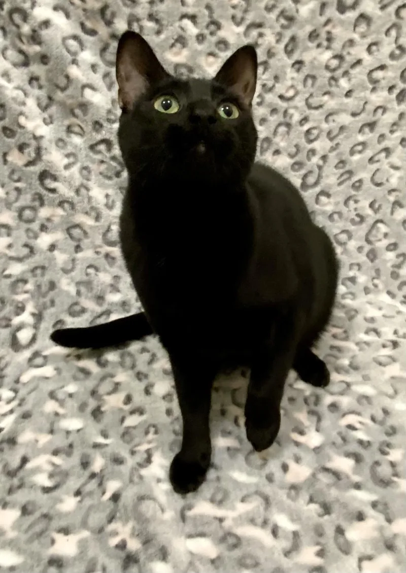 An adult medium-sized female Black Domestic Medium Hair cat named Ashley for adoption in Manitou Springs, CO