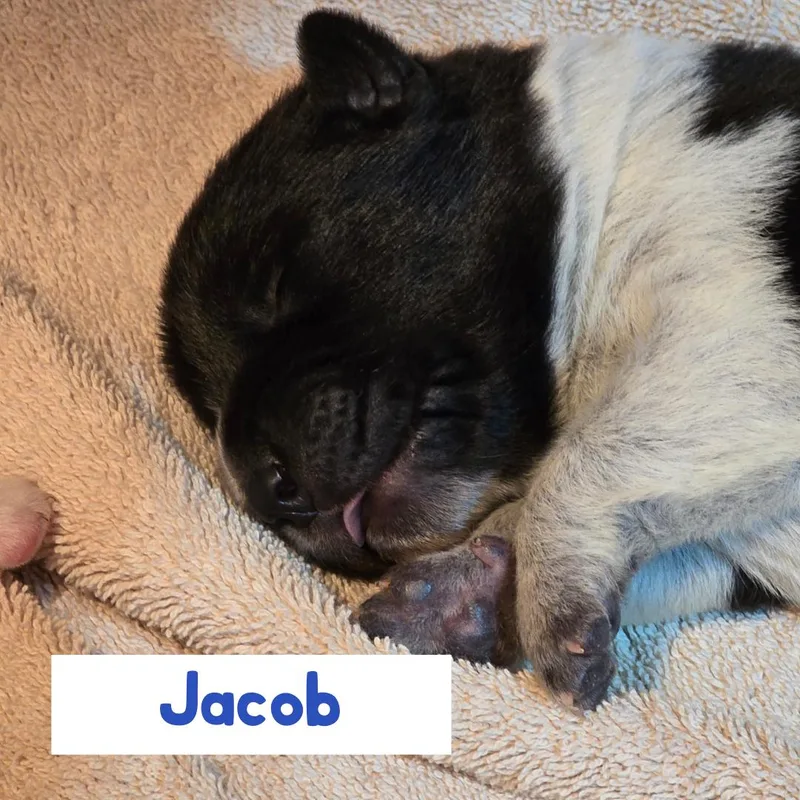A baby medium-sized male Australian Cattle Dog / Blue Heeler dog named Jacob for adoption in Powell Butte, OR