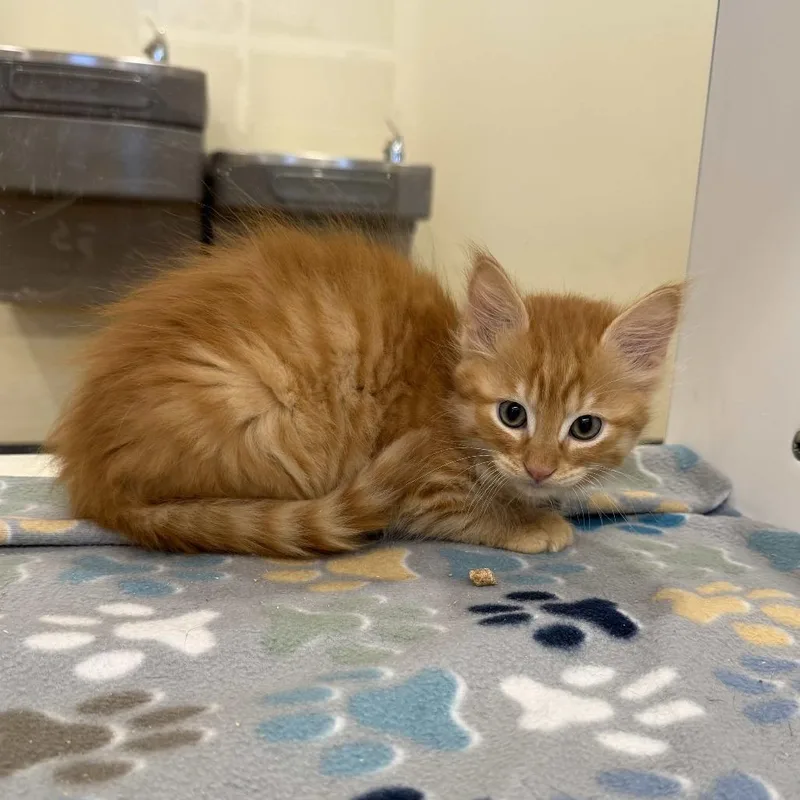 A baby small-sized male Orange / Red Domestic Medium Hair cat named Chester for adoption in Beaumont, TX