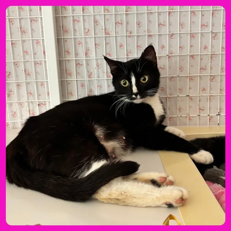 An adult medium-sized female Domestic Short Hair cat named Carol for adoption in Charlottesville, VA