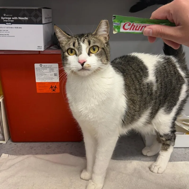 An adult large-sized female White Domestic Short Hair cat named Xena for adoption in Spokane, WA