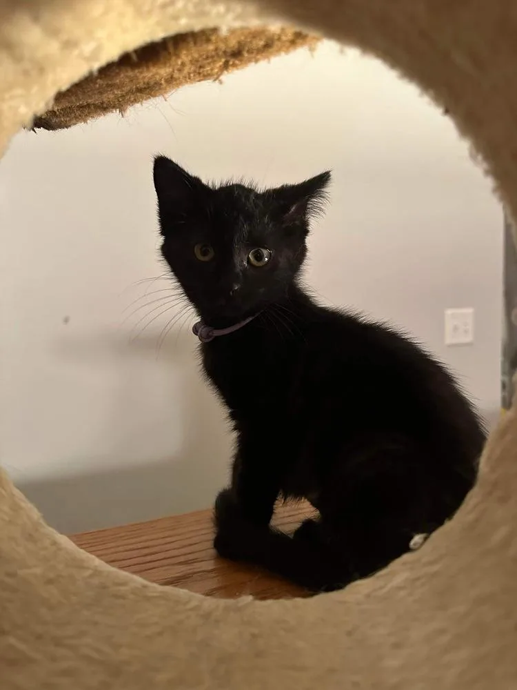 An adult medium-sized female Black Domestic Short Hair cat named Sarah for adoption in Albany, WI