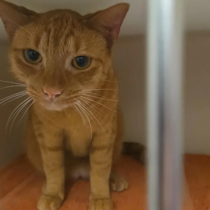 An adult medium-sized male Domestic Short Hair cat named Cheddah Bob for adoption in Salisbury, MA