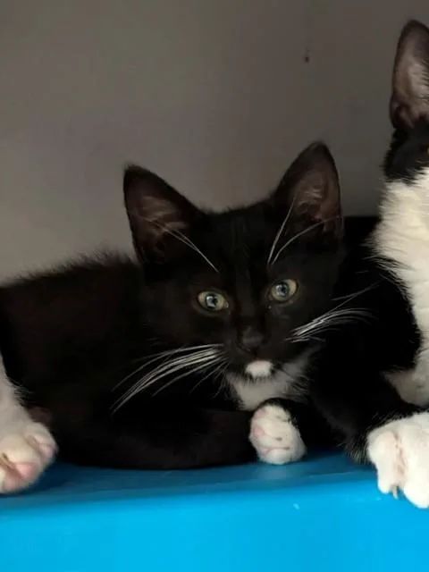 A baby small-sized female Domestic Short Hair cat named Monty for adoption in Leesburg, VA