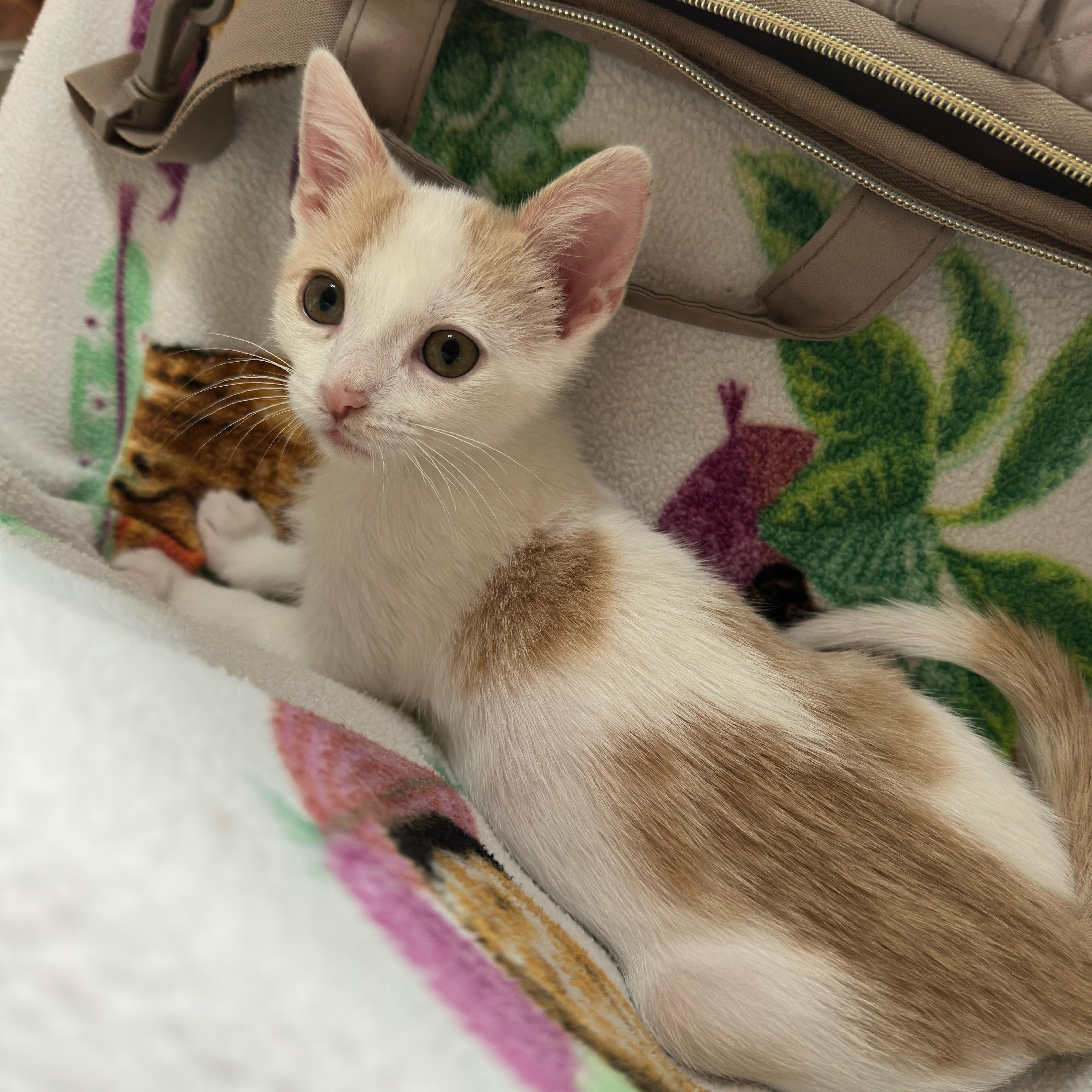 A baby medium-sized male Orange & White Domestic Short Hair cat named Brook for adoption in Minneapolis, MN