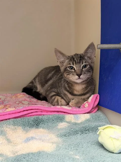 A baby small-sized male Domestic Short Hair cat named Beans for adoption in Santa Cruz, CA
