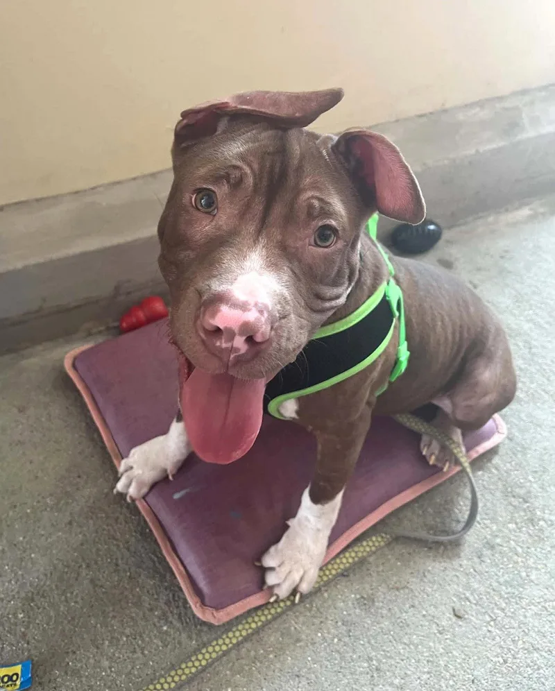 A baby large-sized male Pit Bull Terrier dog named Macaroni for adoption in Spotsylvania, VA