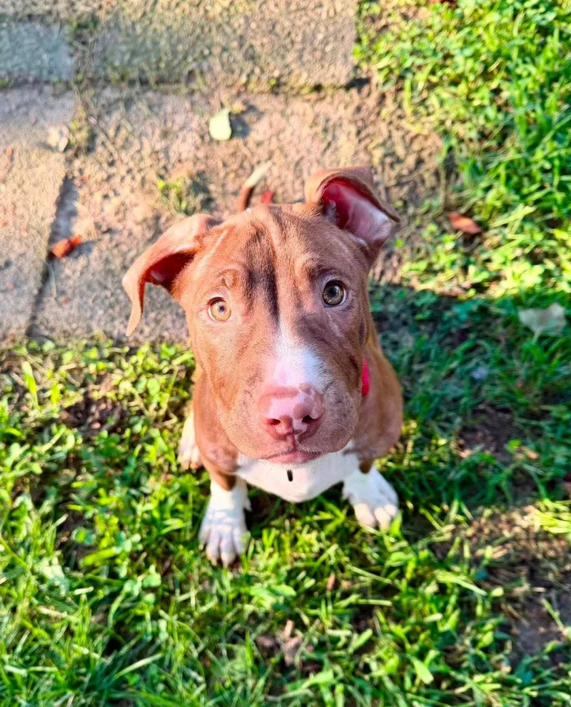 A baby large-sized male Pit Bull Terrier dog named Macaroni for adoption in Spotsylvania, VA