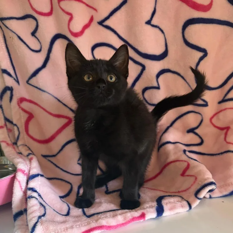 A baby small-sized female Domestic Short Hair cat named Faucet for adoption in Chicago, IL