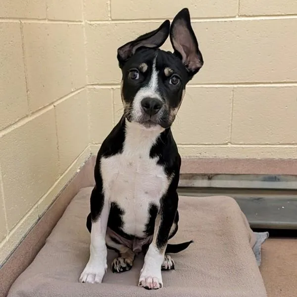 A baby medium-sized male American Staffordshire Terrier dog named Rufus for adoption in Walnut Creek, CA