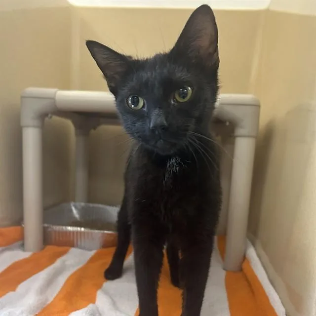 A young small-sized female Domestic Short Hair cat named Kangaroo for adoption in Lincolnton, NC
