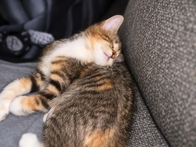A baby medium-sized female Torbie cat named Twix for adoption in Fresno, CA