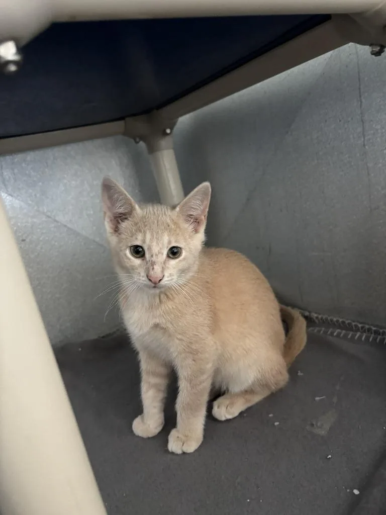 A baby medium-sized male Domestic Medium Hair cat named Albus for adoption in Moriarty, NM