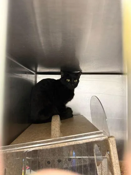 An adult medium-sized female Domestic Short Hair cat named Pasteur for adoption in Sevierville, TN