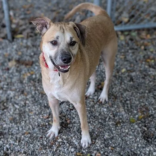 An adult medium-sized male Mixed Breed dog named Logan for adoption in West Olive, MI