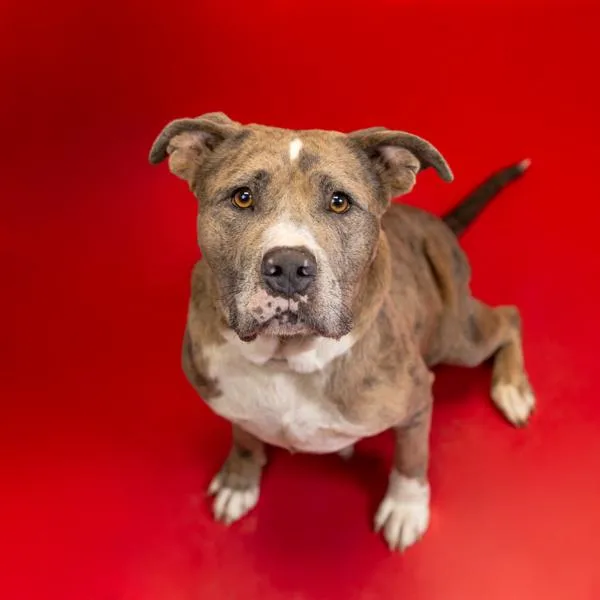 An adult large-sized female Pit Bull Terrier dog named Pen  Acadia for adoption in Lawrenceville, GA
