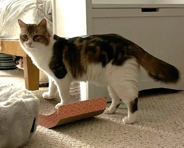 Patches & Picasso thumbnail 2