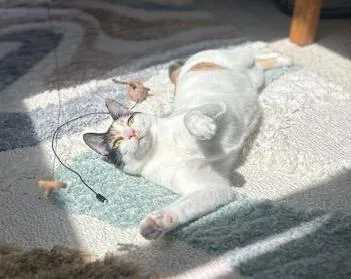 Patches & Picasso thumbnail 4