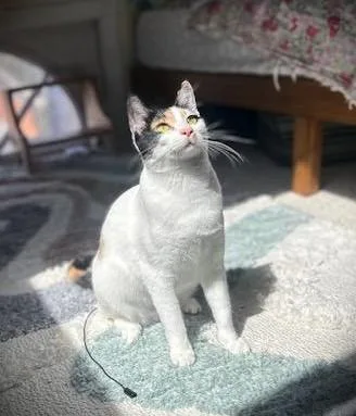 Patches & Picasso thumbnail 5