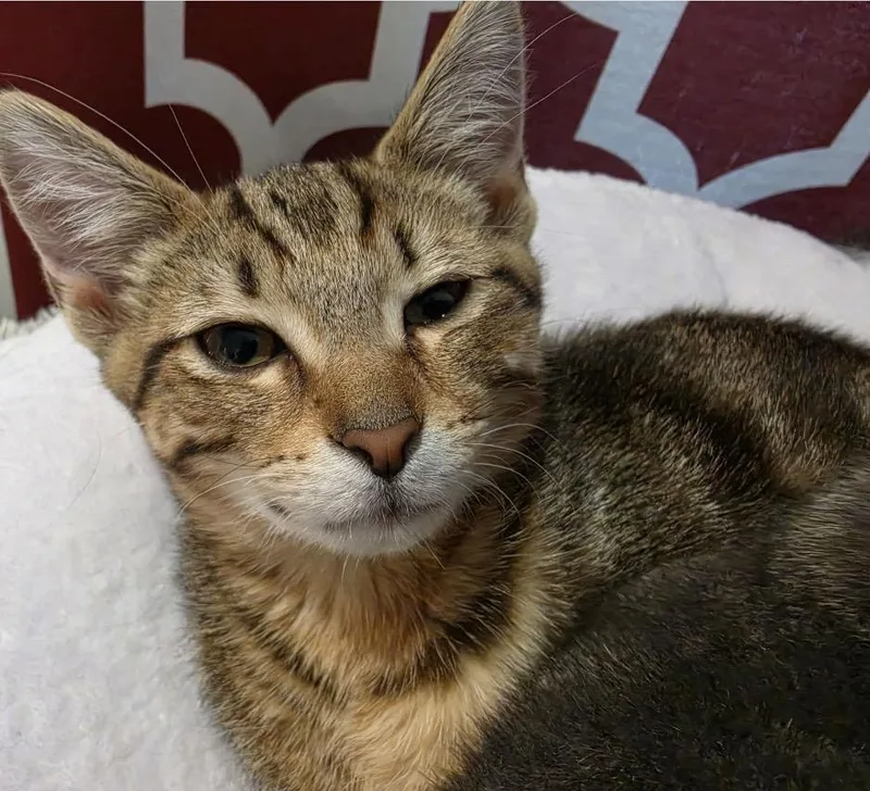 A baby small-sized male Tabby (Brown / Chocolate) Domestic Short Hair cat named Havock for adoption in Maineville, OH